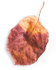 https://voryllasphotography.com/wp-content/uploads/2020/11/small_leaf_01.png