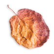 https://voryllasphotography.com/wp-content/uploads/2020/11/small_leaf_02.png