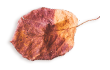 https://voryllasphotography.com/wp-content/uploads/2020/11/small_leaf_03.png