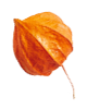 https://voryllasphotography.com/wp-content/uploads/2020/11/small_leaf_04.png