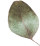 https://voryllasphotography.com/wp-content/uploads/2020/12/separate_leaf.png