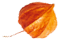 https://voryllasphotography.com/wp-content/uploads/2020/12/small_leaf_05.png